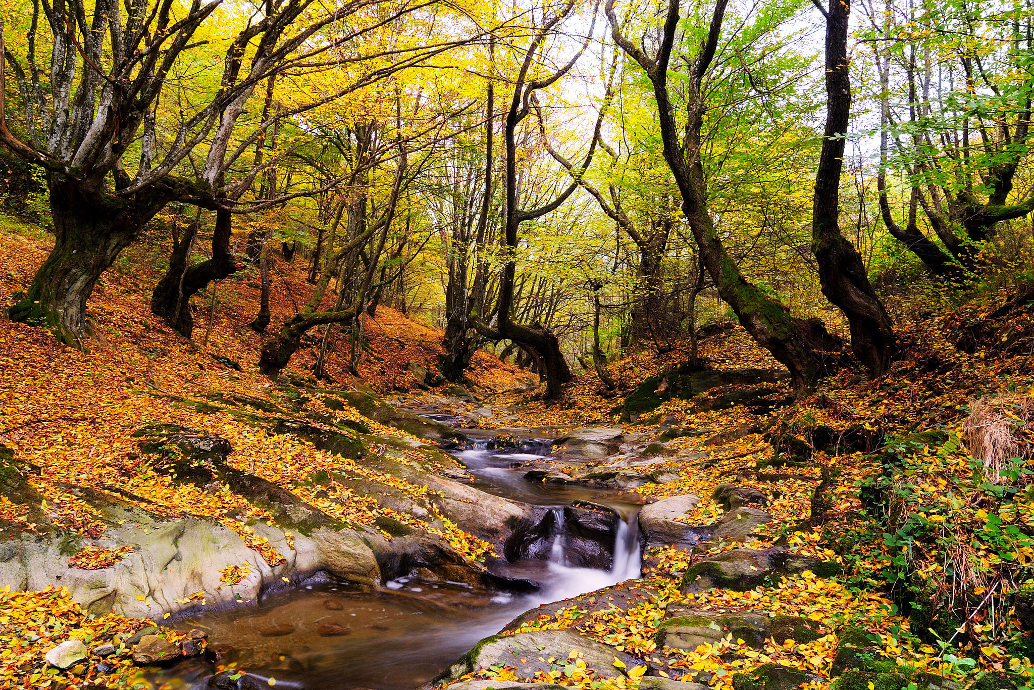 smokies-autumn-creek.jpg