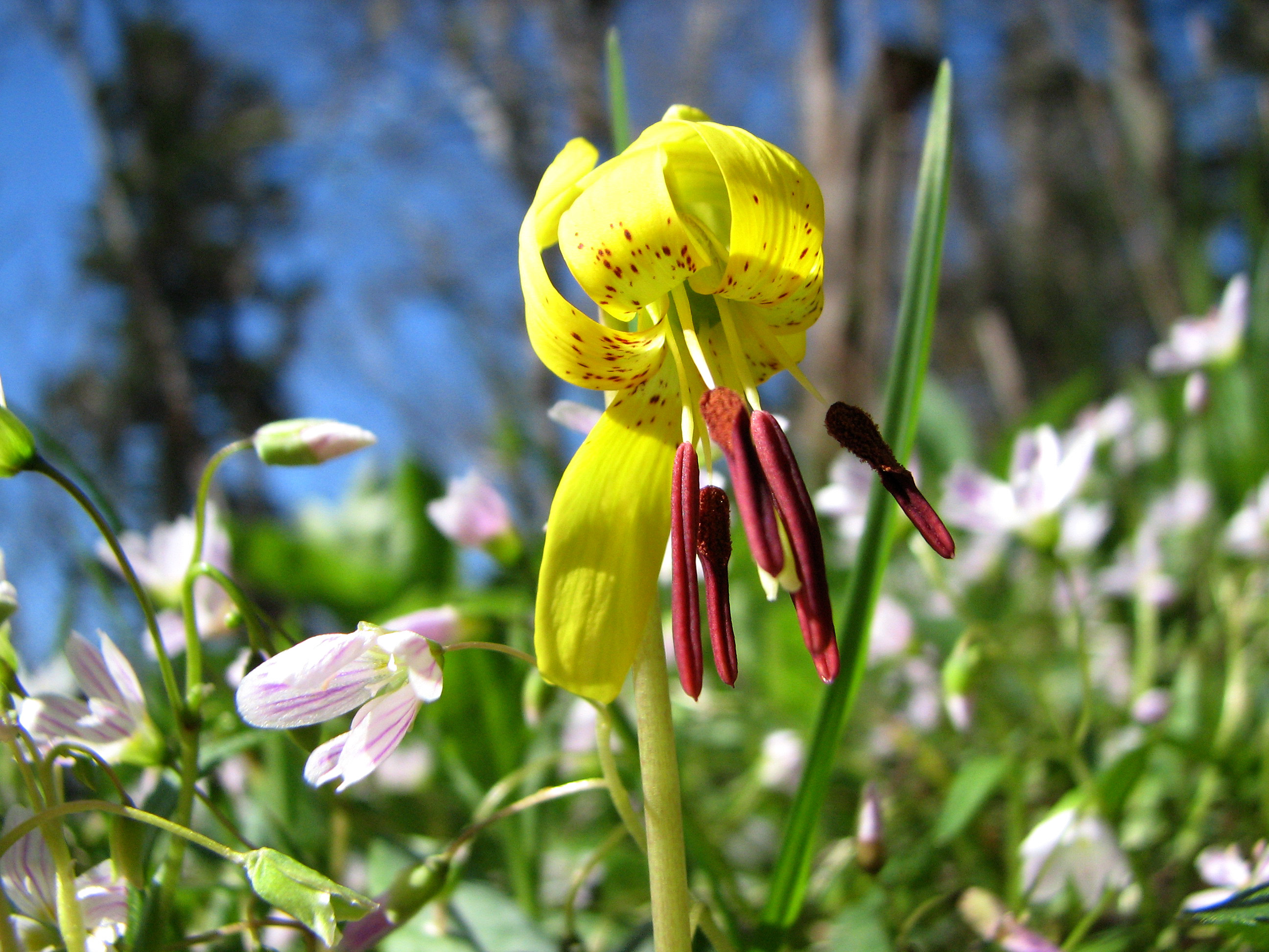 Warm_Up_To_Spring_In_The_Great_Smoky_Mountains.jpg