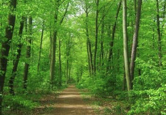 hiking trail in the woods