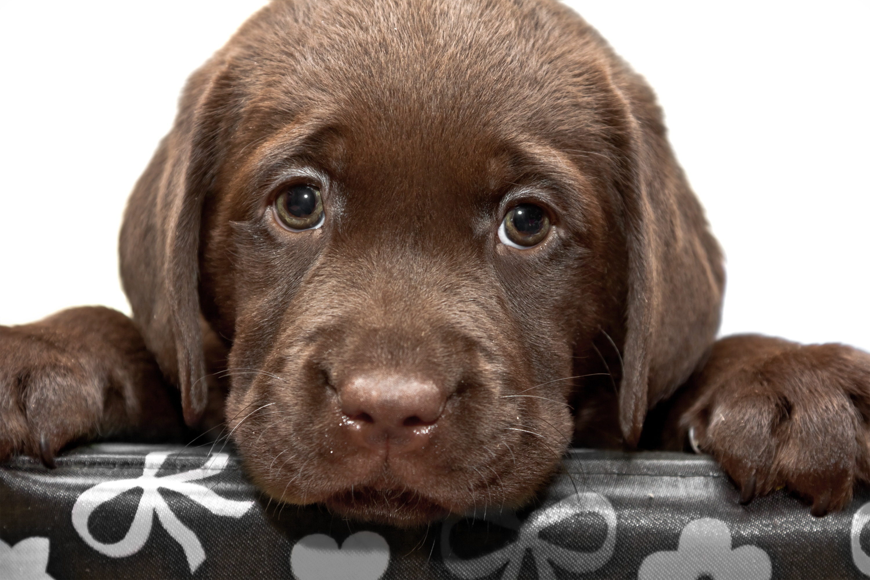 Chocolate lab puppy with puppy eyes