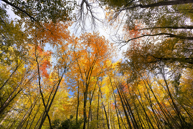 smoky-mountain-autumn.jpg