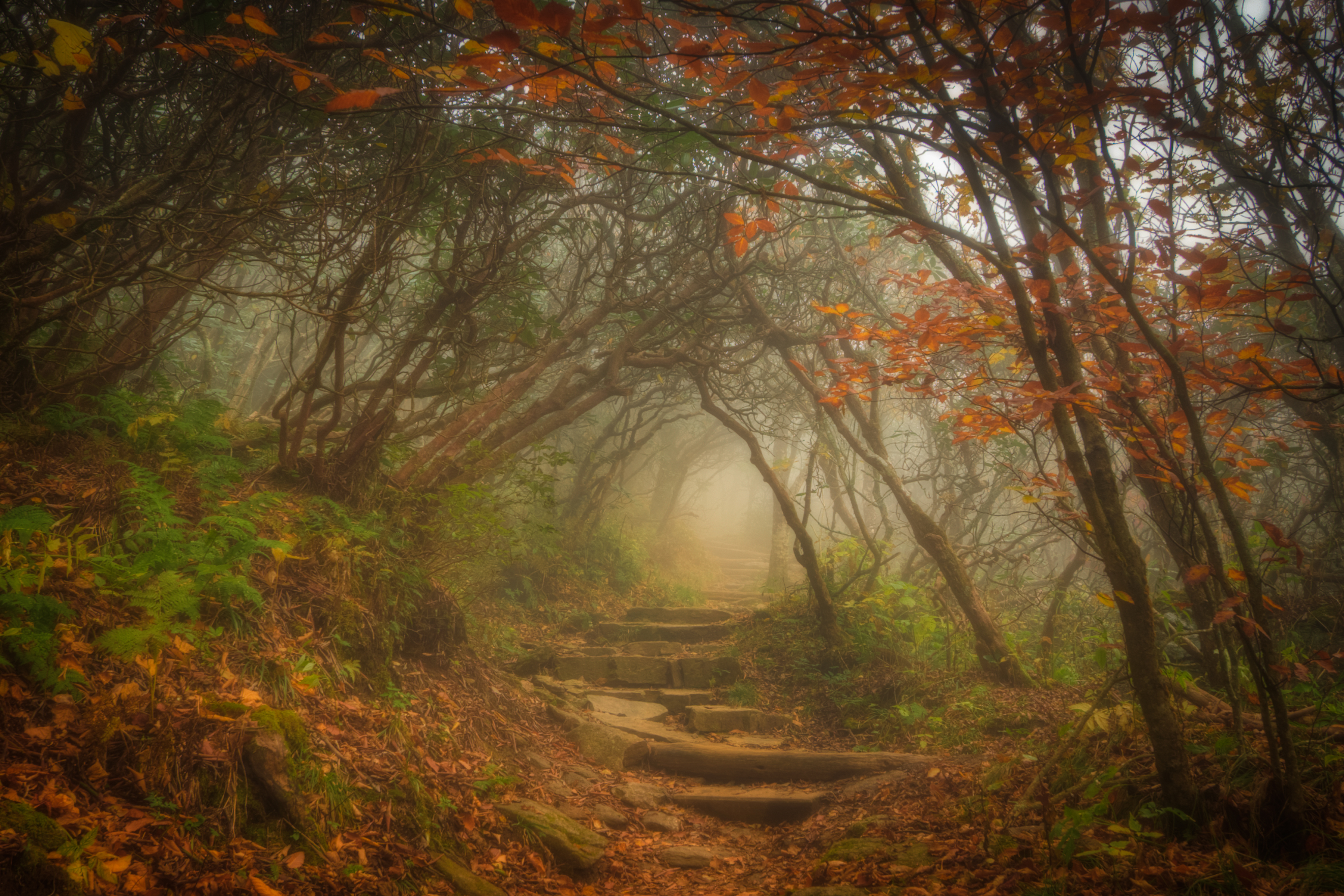smoky-mountain-path.jpg