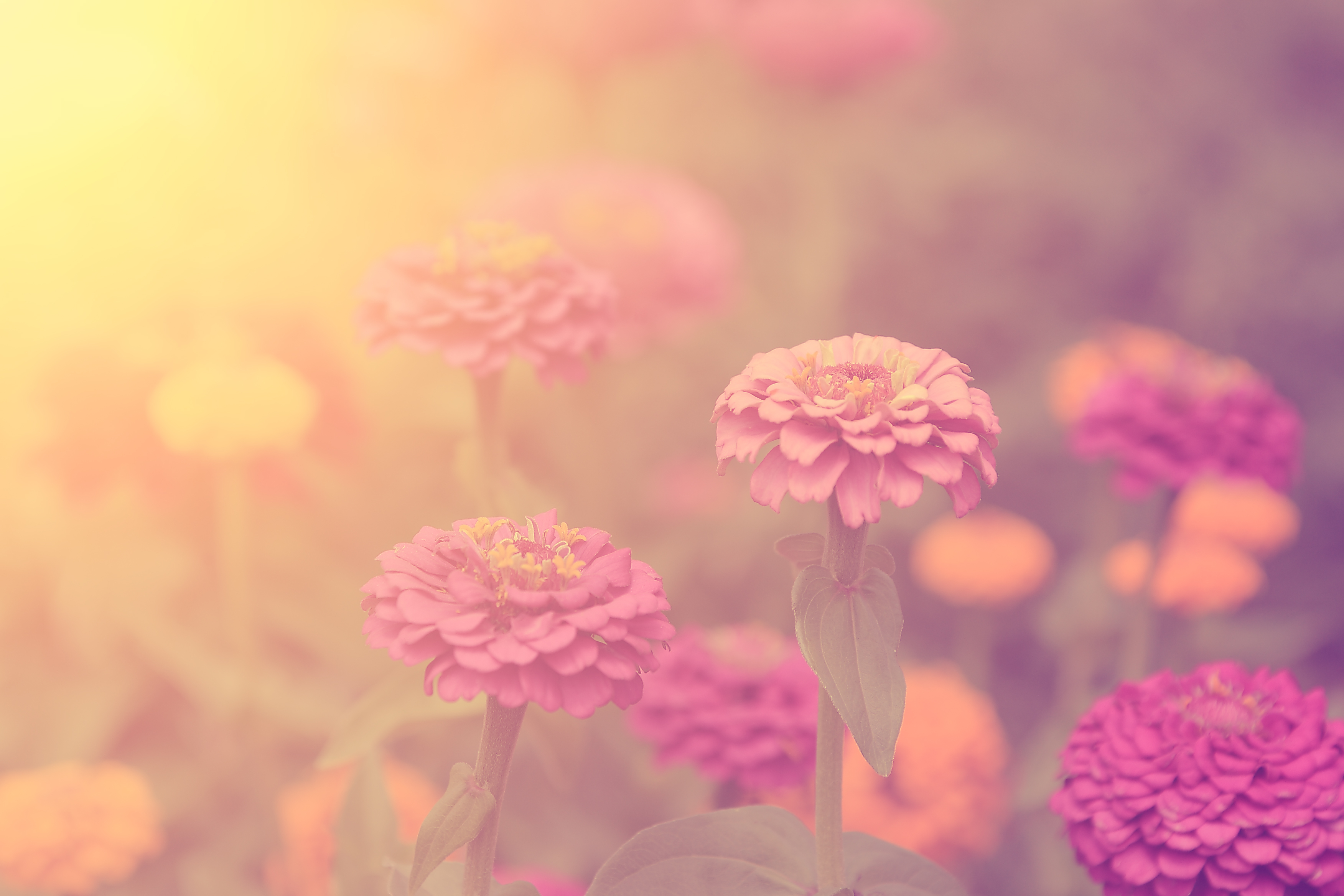 Vintage style picture of wildflowers