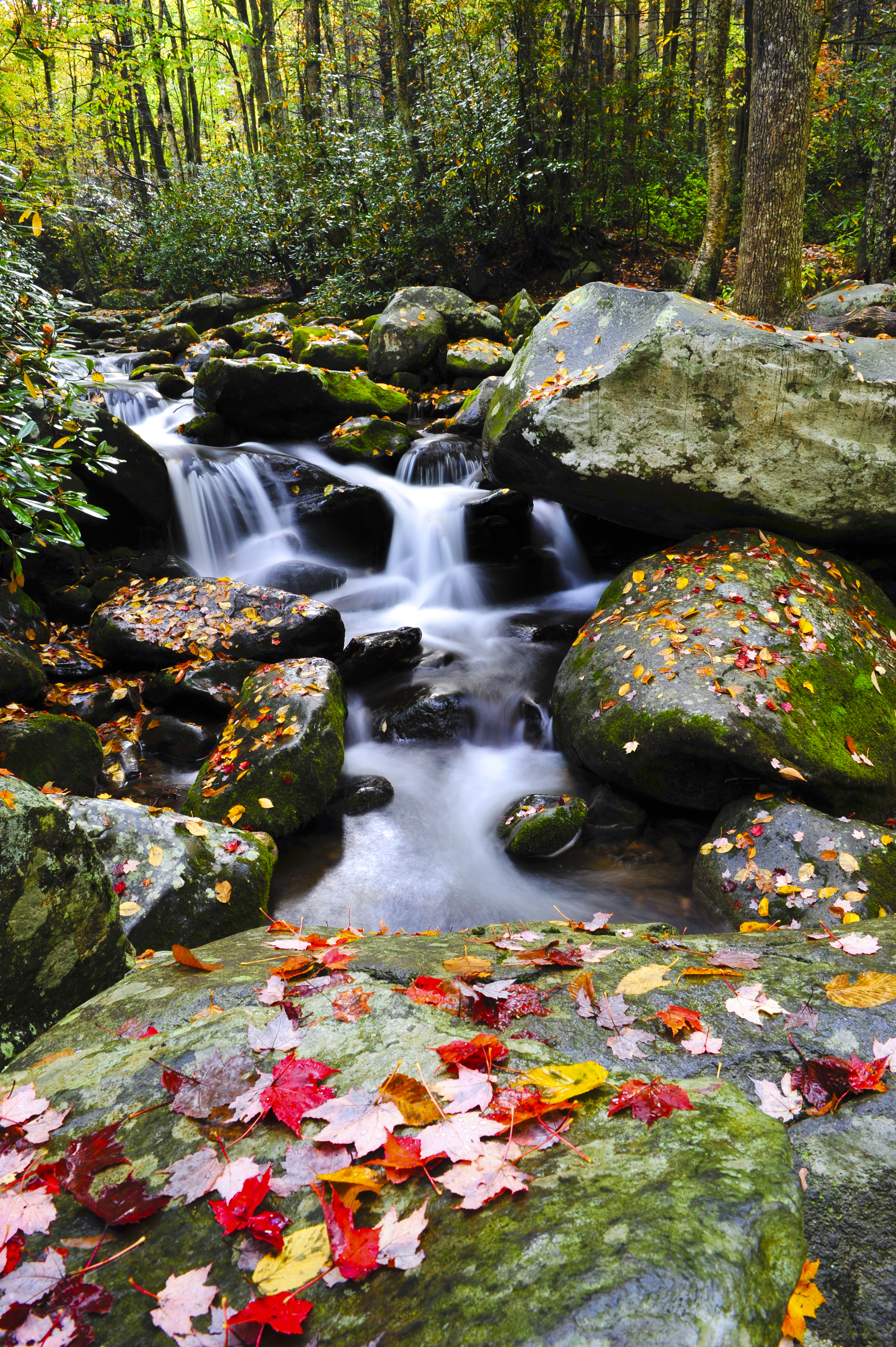 smoky-mountain-creek.jpg