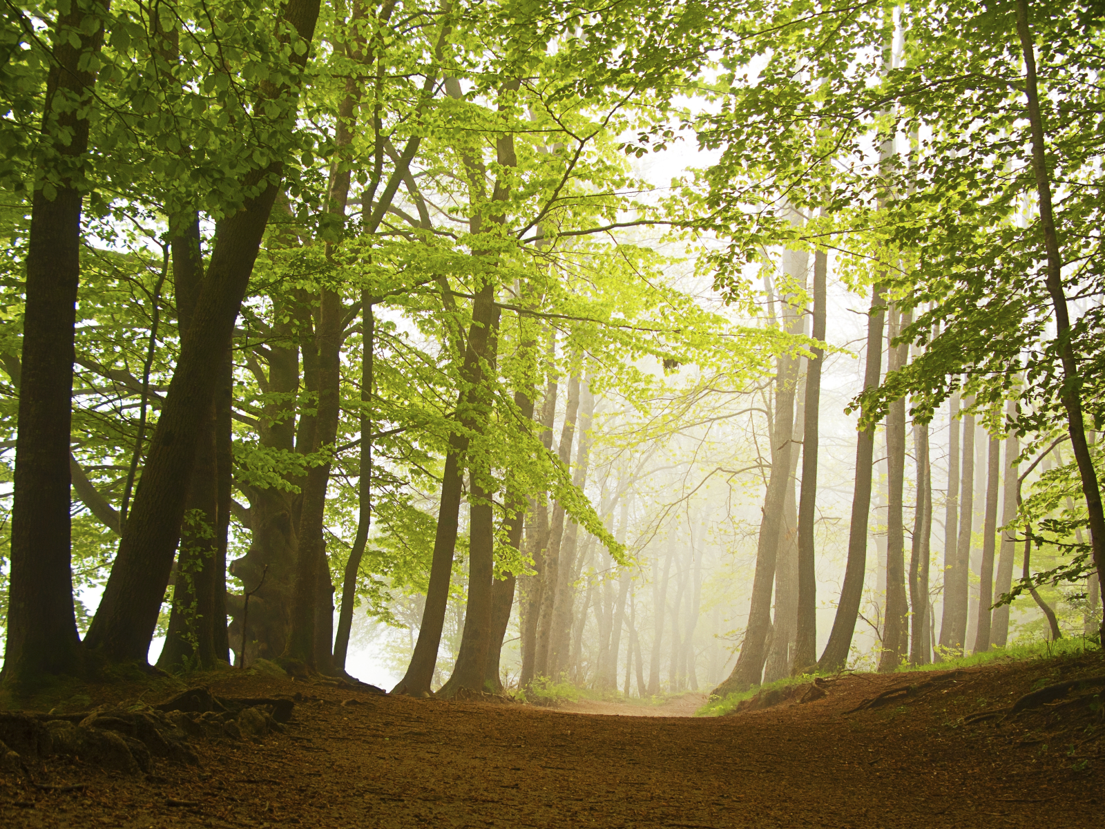 nature_trees_green_trail_path.jpg