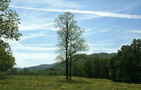 SMOKIES.jpg