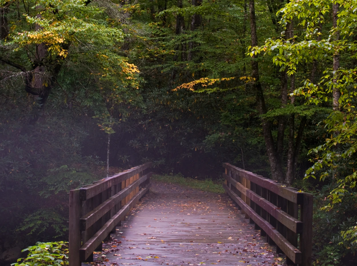 Wooden bridge in the forest